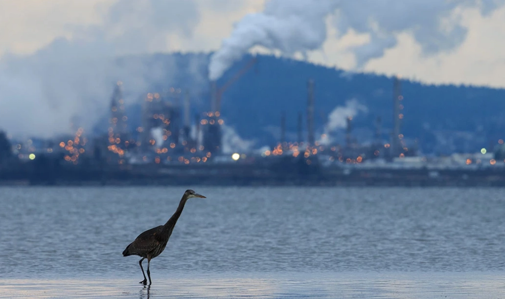 birds habitat loss birds habitat loss