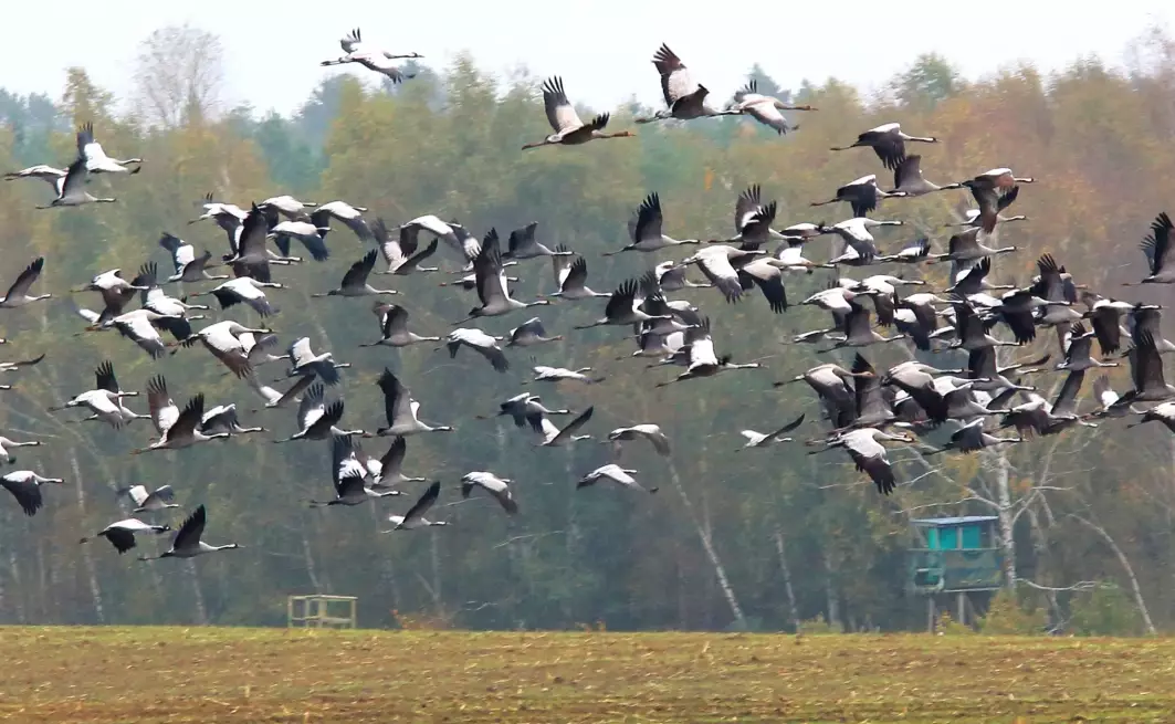 climate change birds climate change birds
