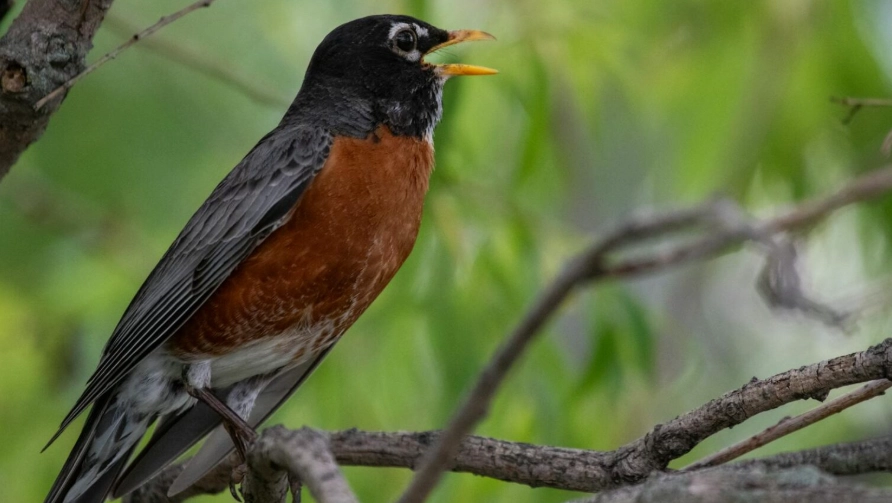 best microphone for nature sounds