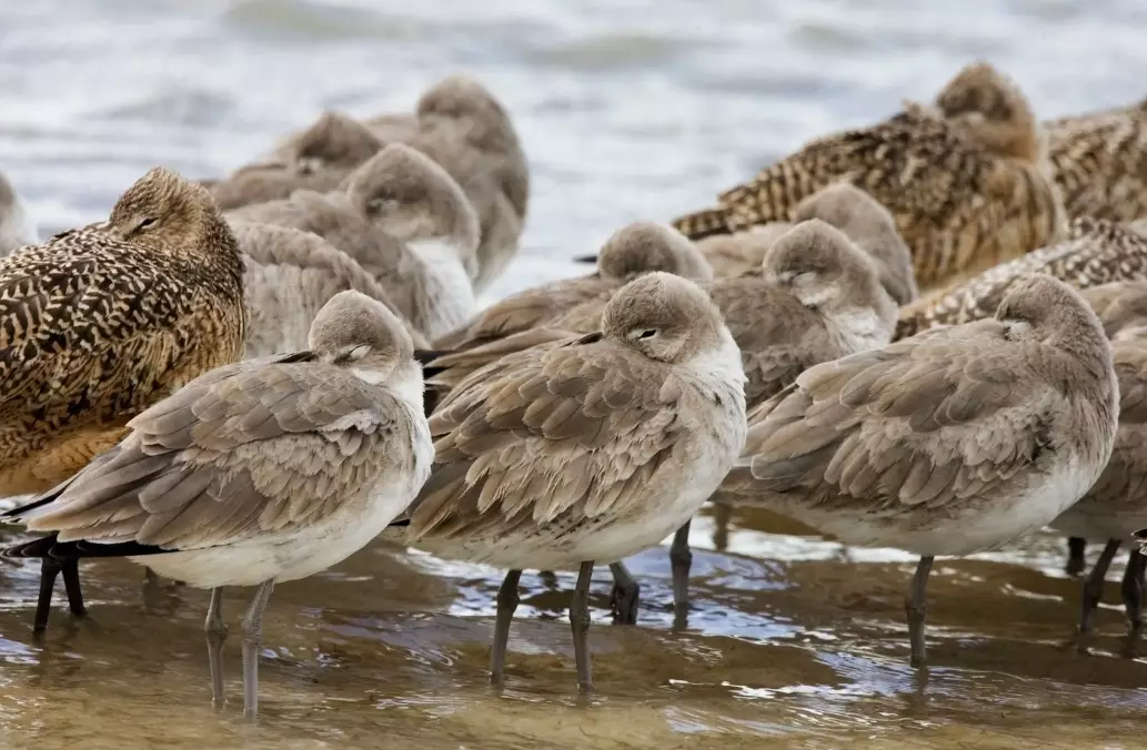 arctic birds climate change