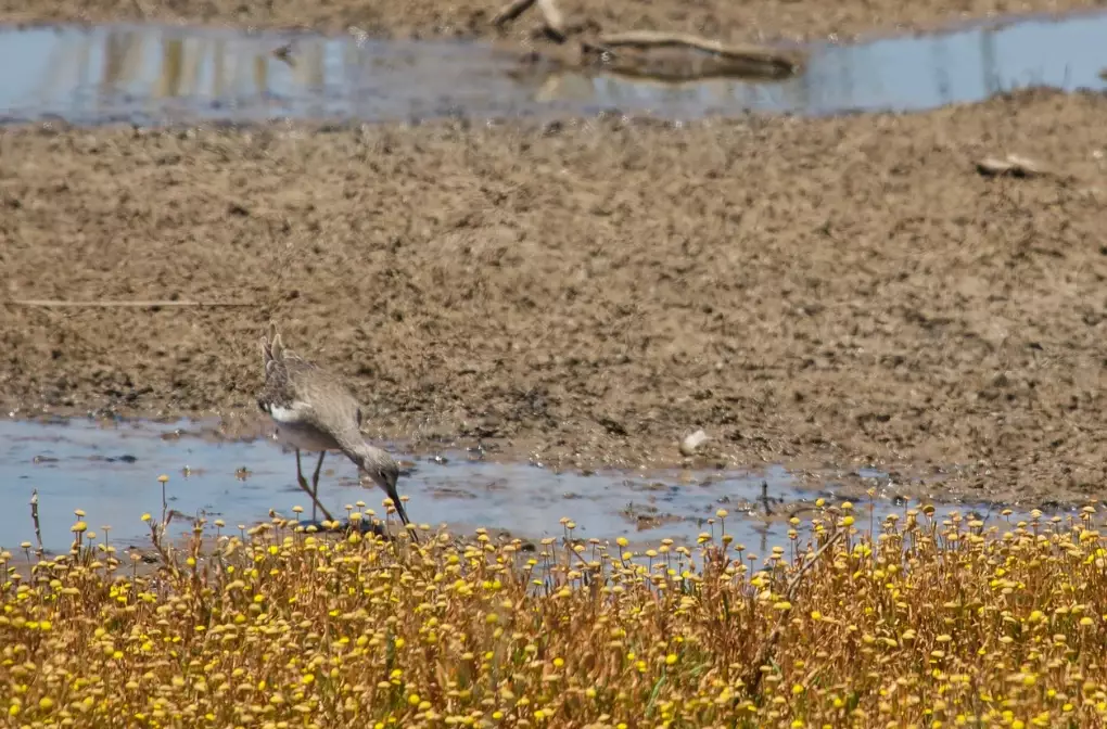 birdwatching wetlands