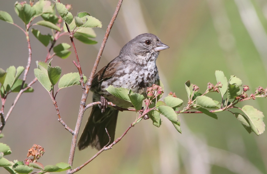 best birds in the mountains