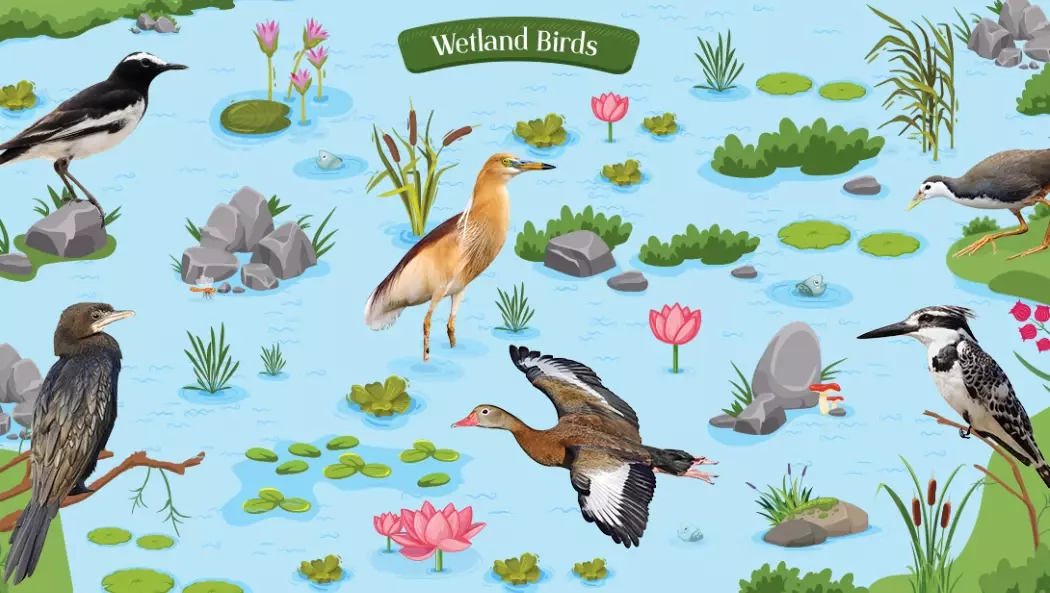 wetland birds wetland birds