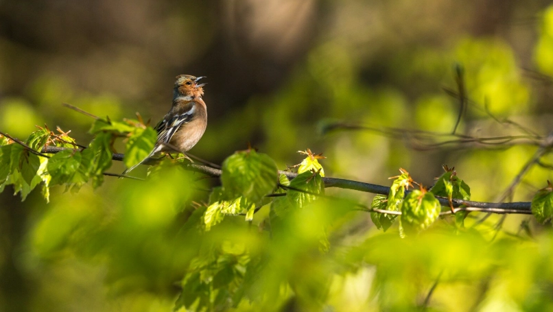 best microphone for bird recording best microphone for bird recording