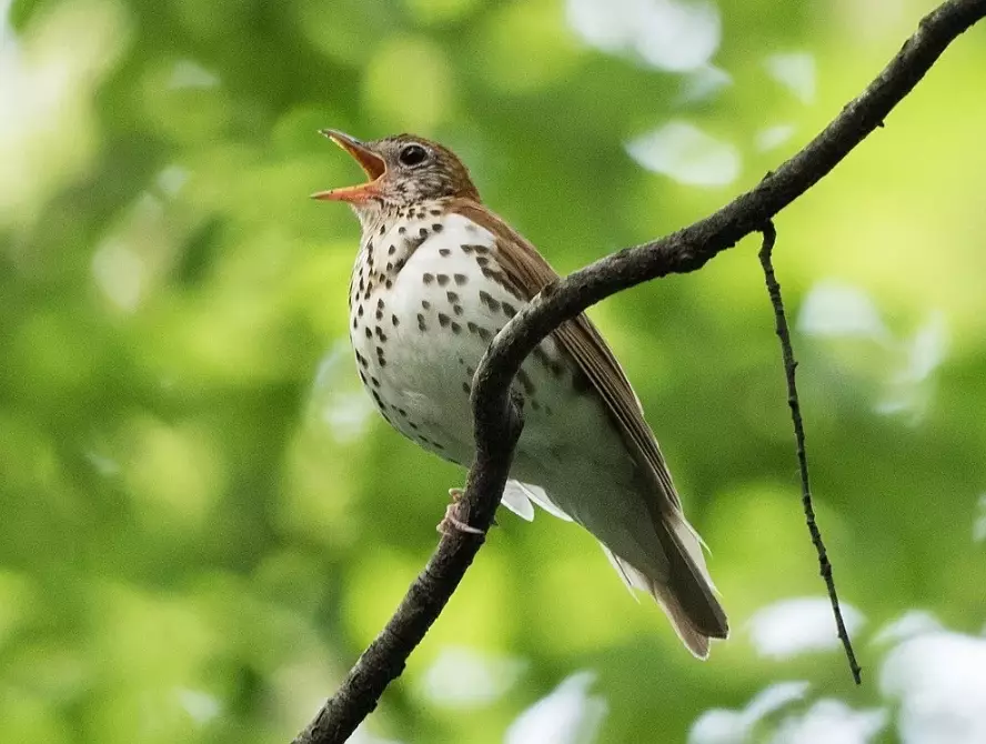 bird sound recording microphone