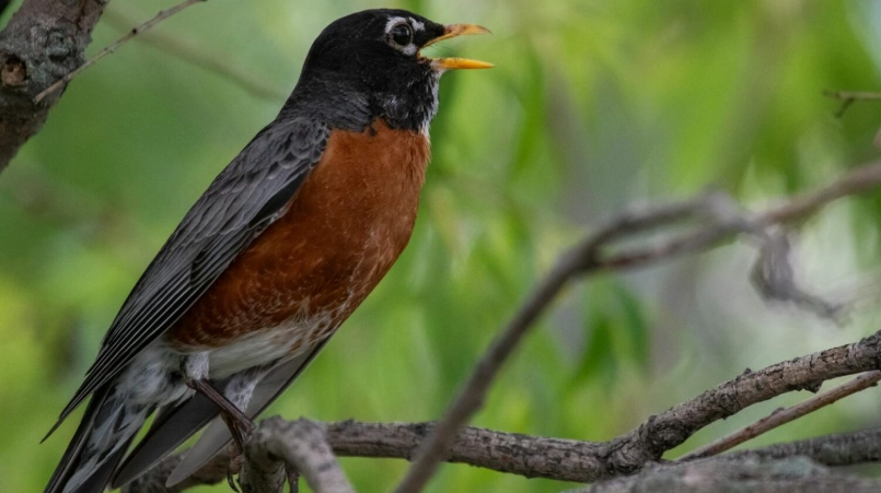 best recorder for bird sounds best recorder for bird sounds