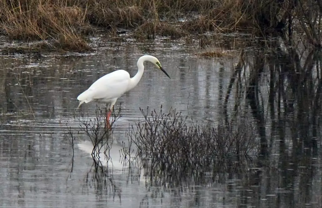 wetland bird behavior wetland bird behavior