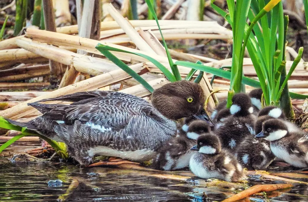 wetland birdwatching tips