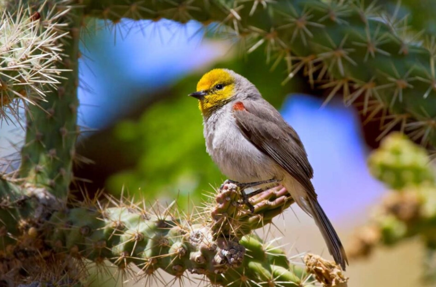 desert songbirds