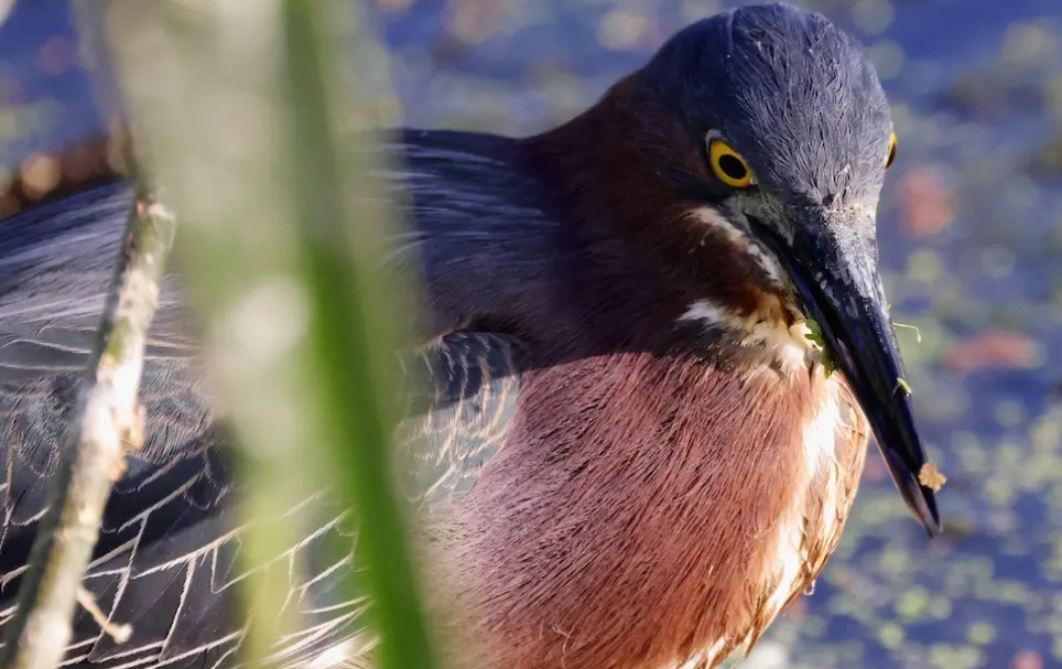 bird migration climate change bird migration climate change