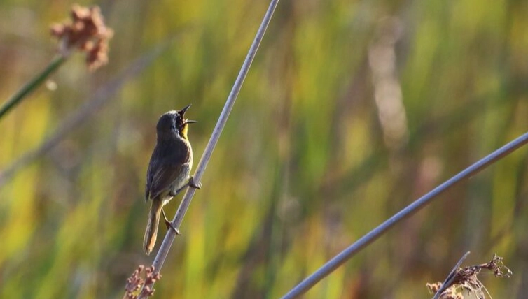 bird song recording for beginners bird song recording for beginners