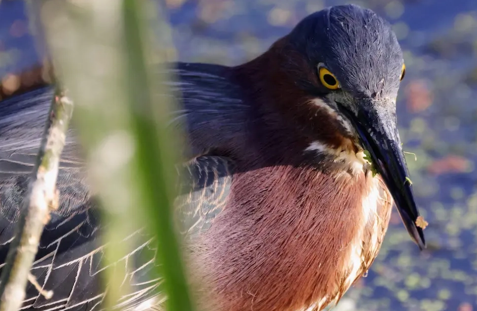 puffin population decline