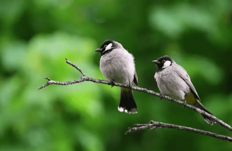 parabolic microphone for birds parabolic microphone for birds