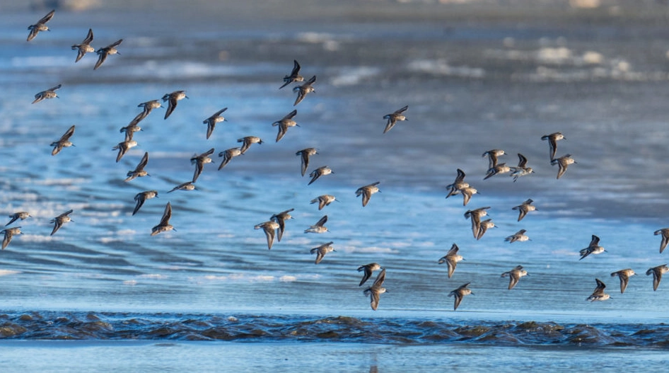wetland birds wetland birds