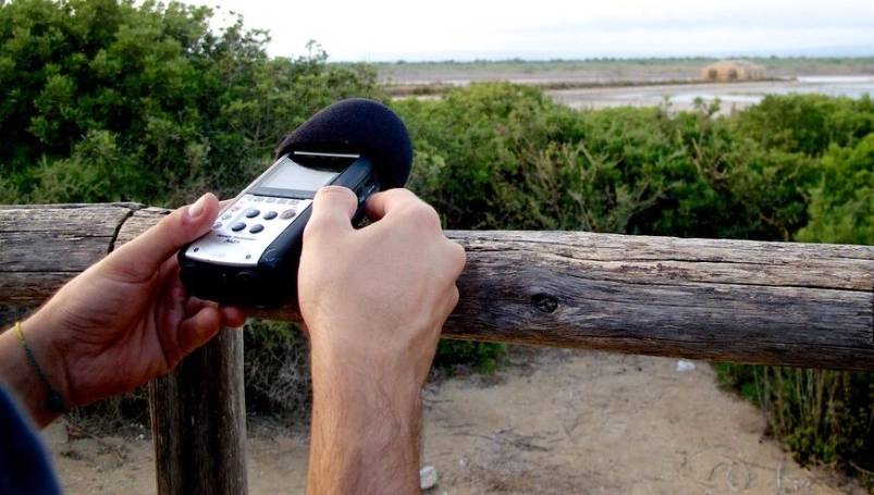 bird song recording for beginners bird song recording for beginners