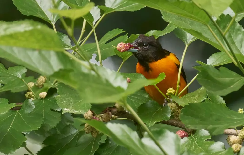 parabolic microphone bird recording