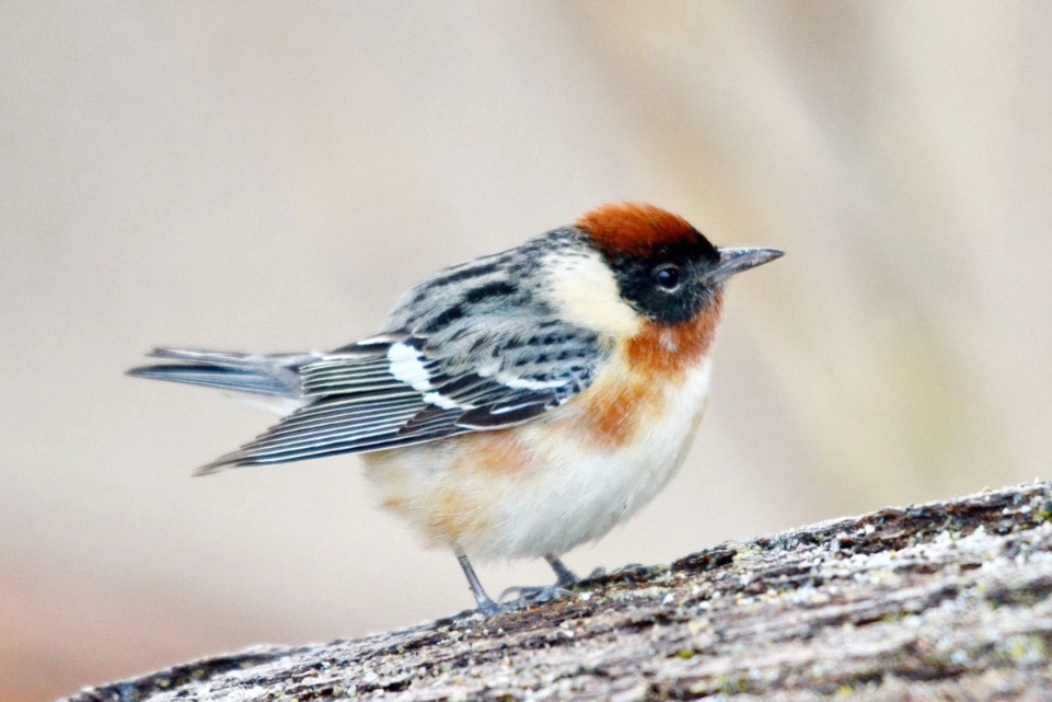 arctic birds climate change