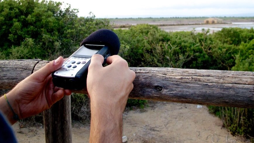 best microphone for bird sounds best microphone for bird sounds