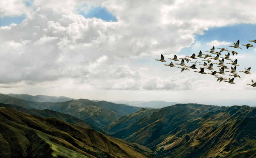 mountain birding hotspots