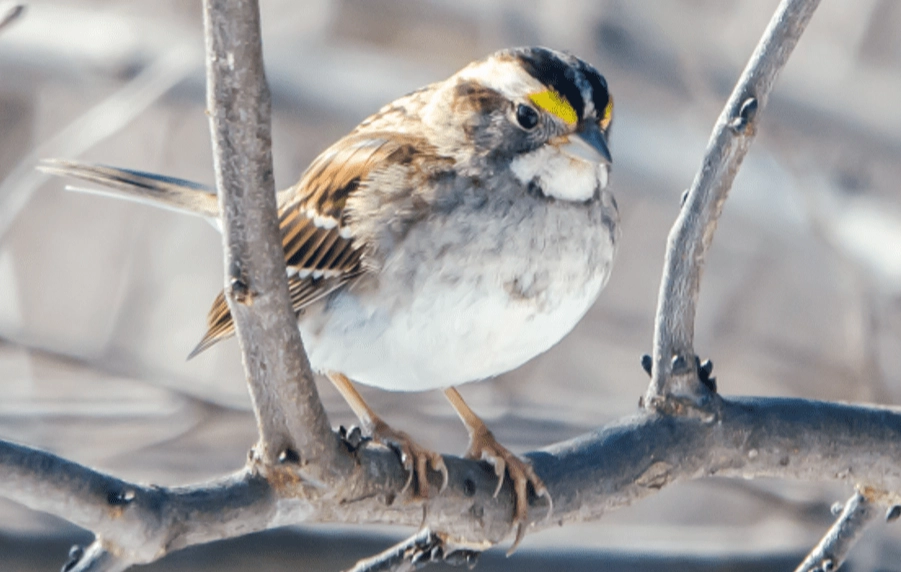 bird most affected by climate change