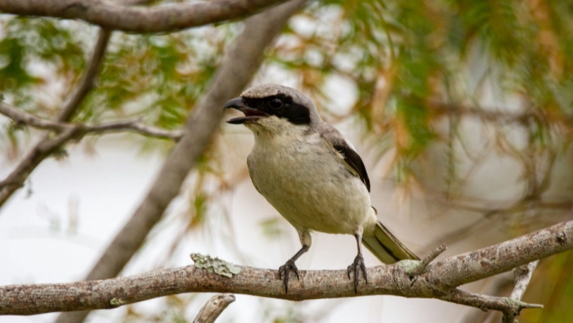 best recorder for bird sounds best recorder for bird sounds