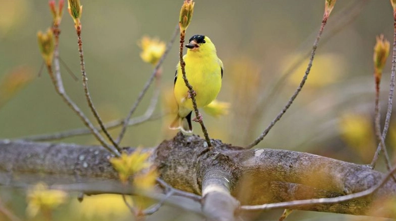 bird most affected by climate change