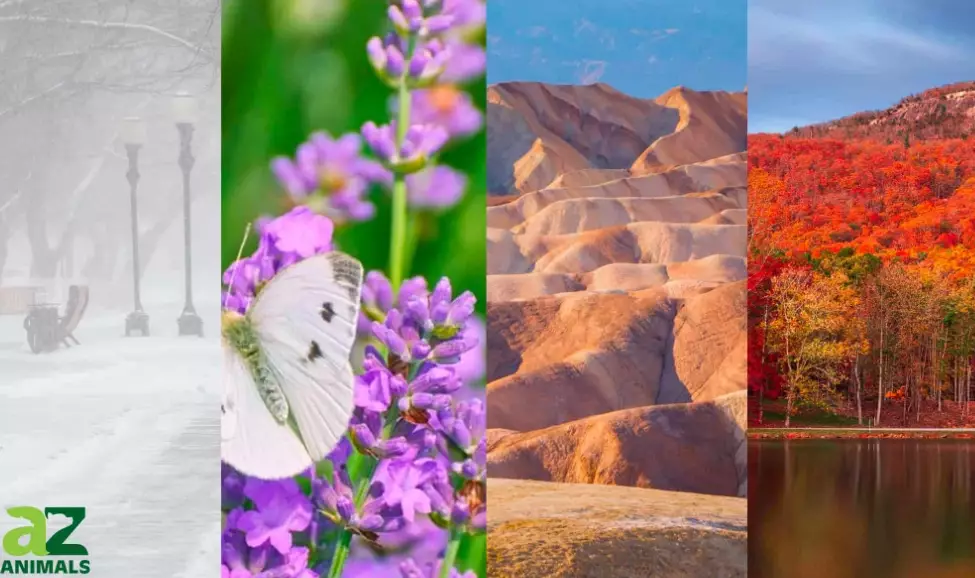 what time are birds most active