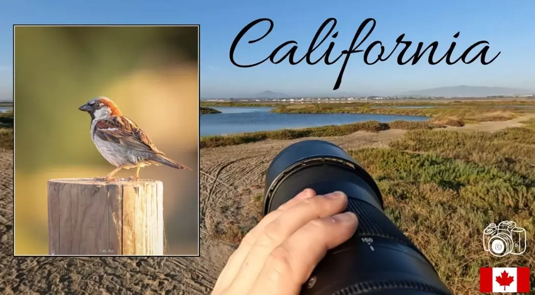 best time to birdwatch in California