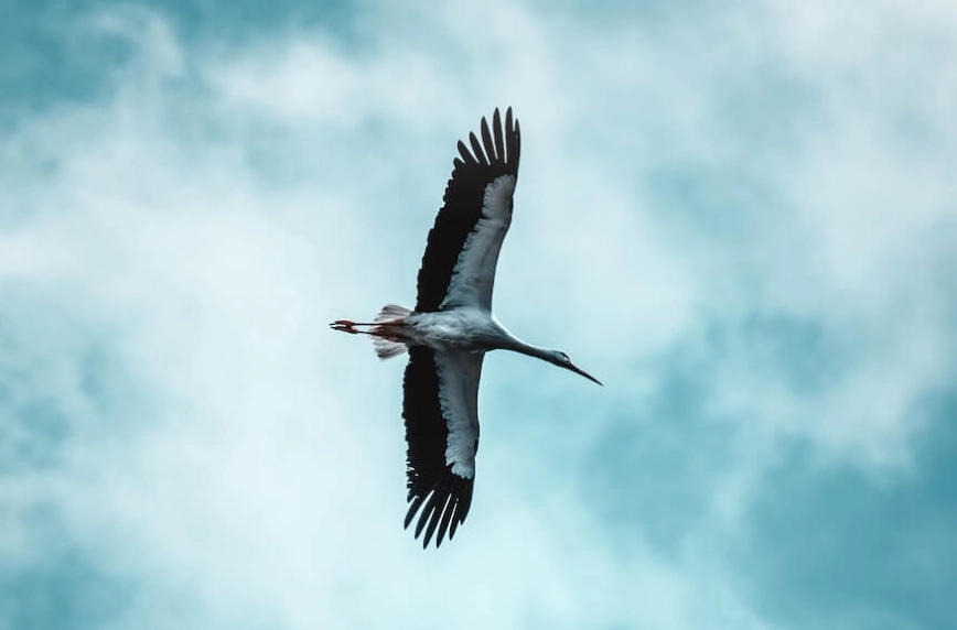 birding in wind birding in wind
