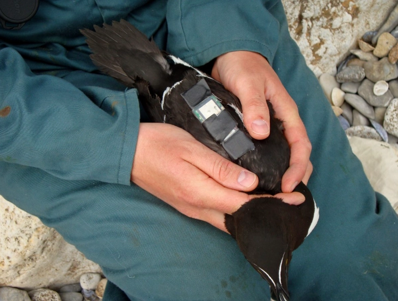 miniature bird tracker