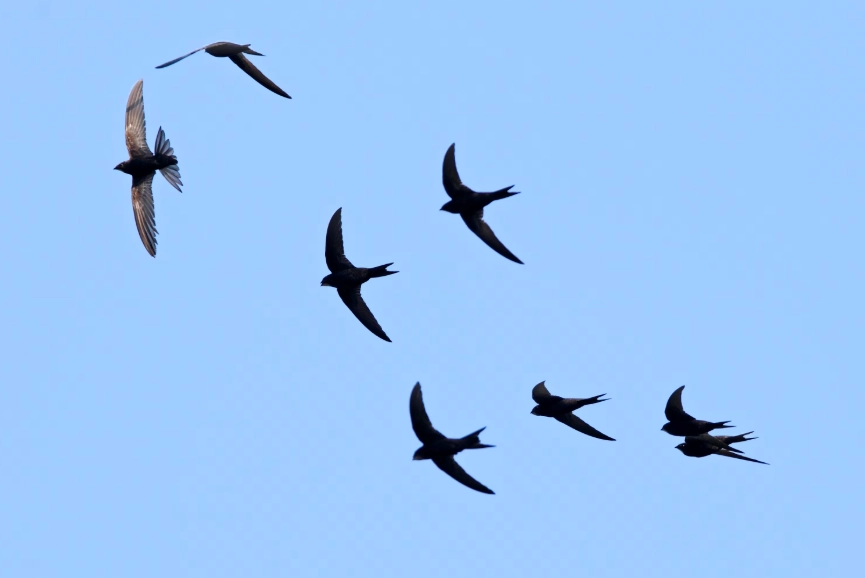 windy day bird watching windy day bird watching