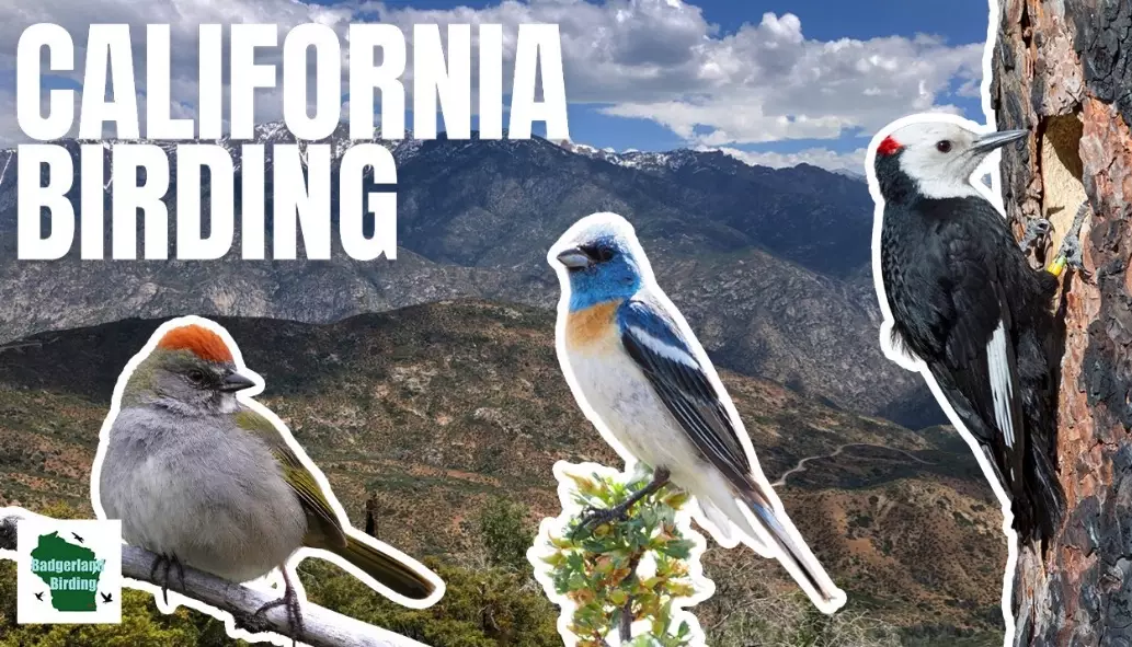 California birding hotspots