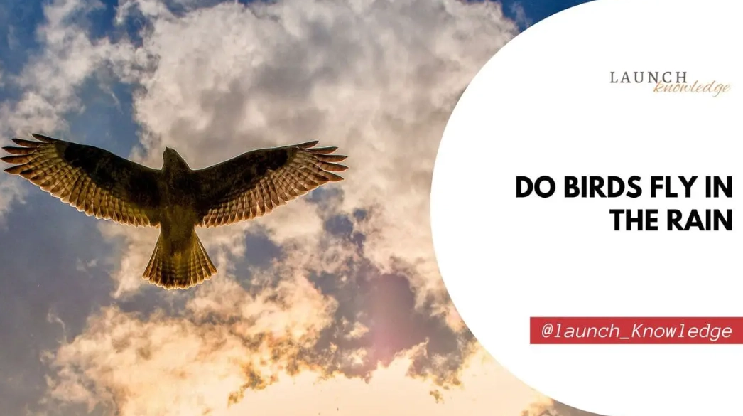 rainy day birdwatching tips