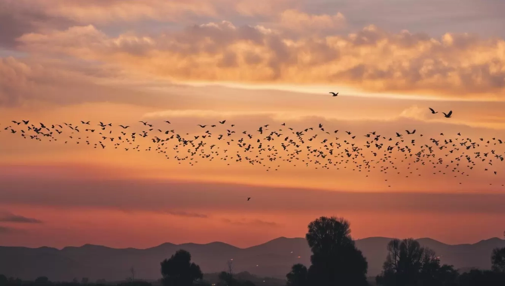 best time to bird watch