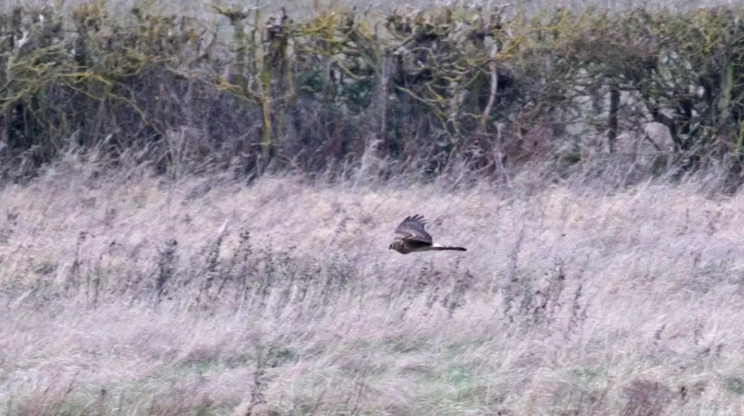 best binoculars for wind