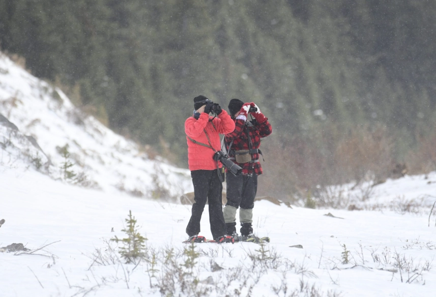 bird watching in winter bird watching in winter
