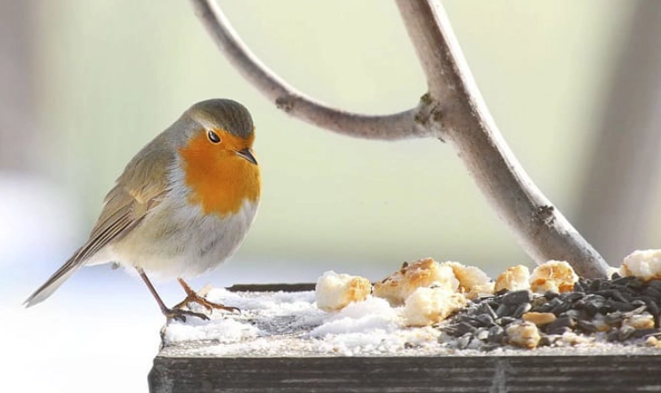what time are birds most active