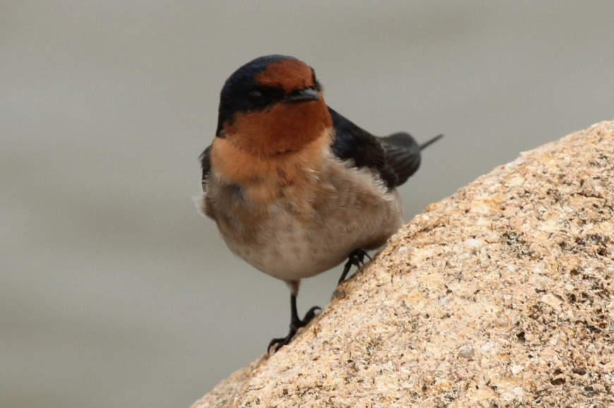 birding in wind birding in wind
