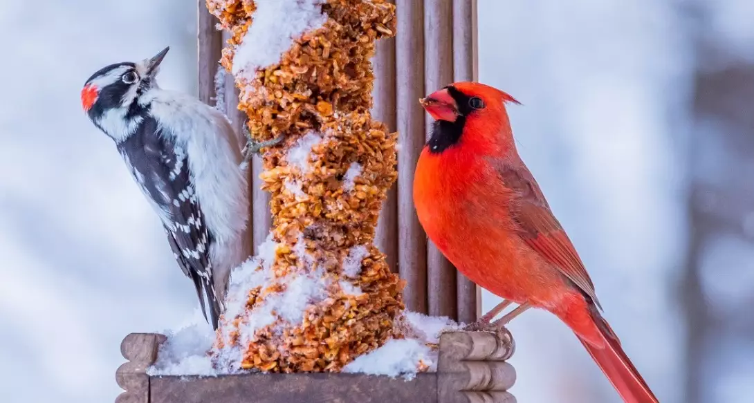 winter birding winter birding