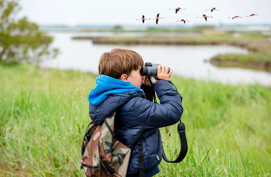 birding for beginners birding for beginners