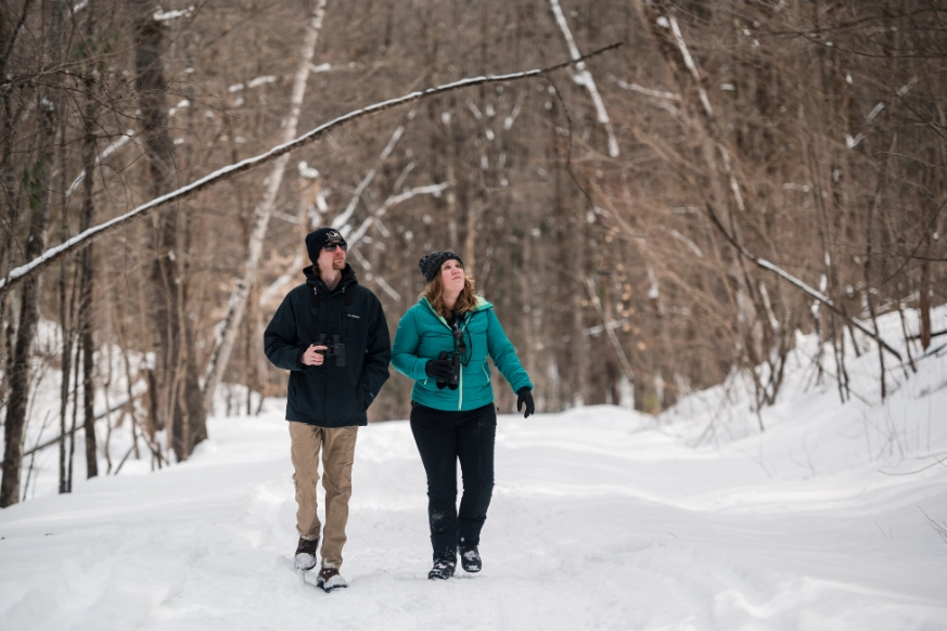 bird watching in winter bird watching in winter