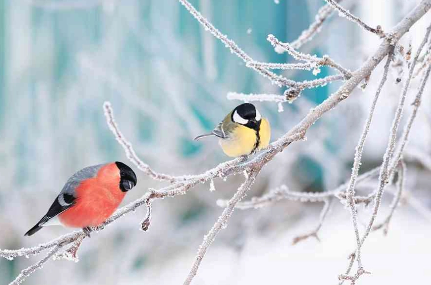 cold weather birding cold weather birding