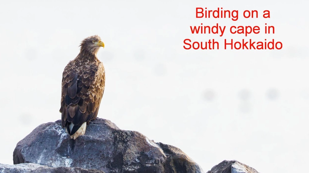 windy day birdwatching tips