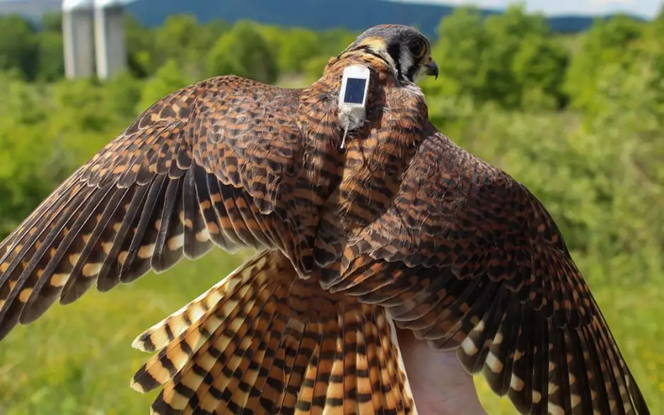 GPS tracker for falconry