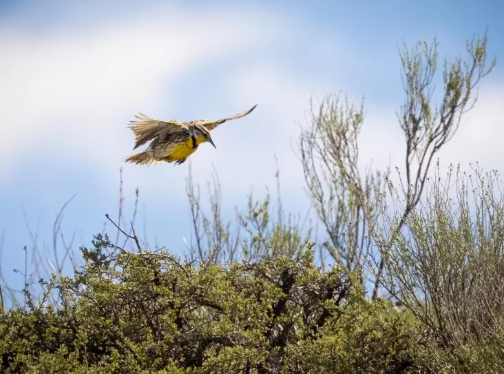 windy day birdwatching tips
