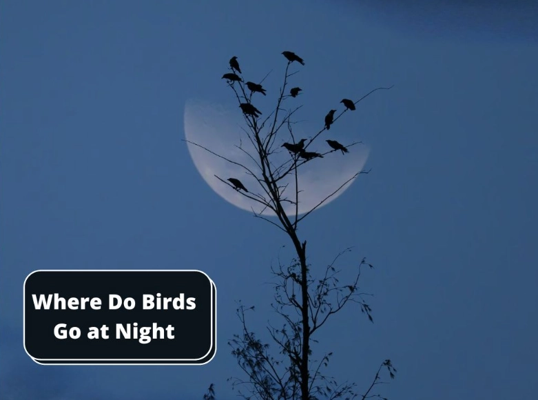 bird roosting habits bird roosting habits