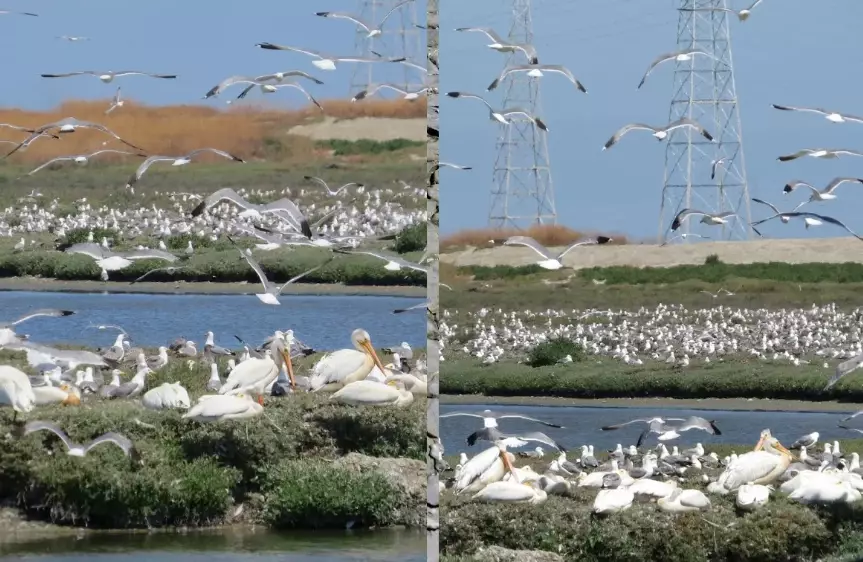 California birding hotspots