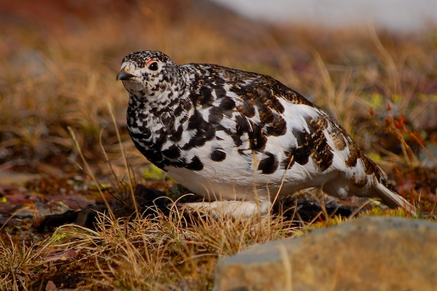 Glacier National Park birding