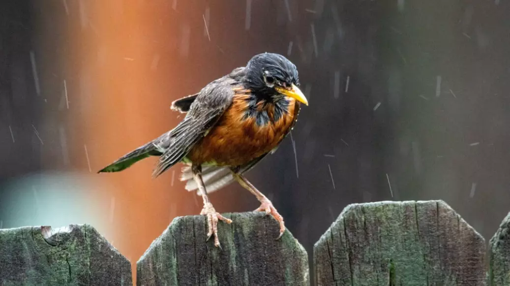 bird watching weather tips