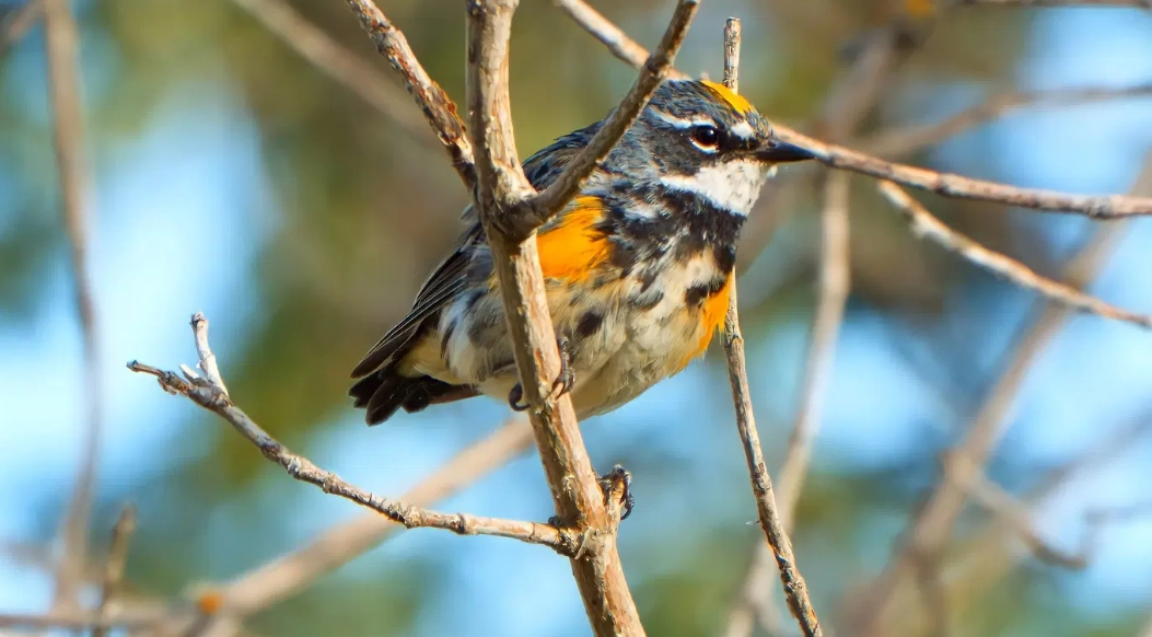 best time to birdwatch in California